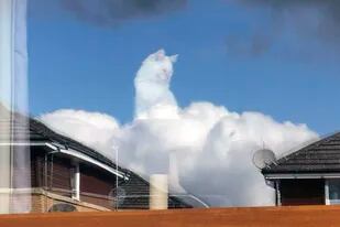 Junto a la ventana, el gato blanco parece "una especie de Dios" sobre las pomposas nubes