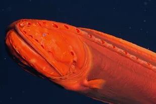El pez ballena fue visto en las profundidades de la Bahía de Monterey, California