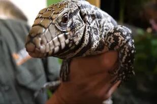 El lagarto overo es una especie típica de Sudamérica y pone en peligro a otras en varios lugares de EEUU