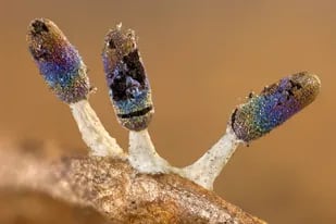 Los hongos mixomicetos tienen en su estructura un brillo natural que genera el mismo efecto visual que la brillantina