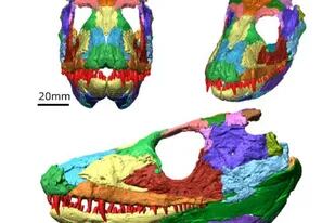 Recreación digital del cráneo de un anfibio con extremidades