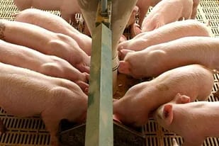 La expectativa del Gobierno es que finalmente se pueda concretar la apertura para la carne de cerdo