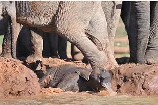 26/05/2022 Cría de elefante disfruta chapoteando en el agua SOCIEDAD YOUTUBE - VIDELO -  LEE-ANNE ROBERTSON