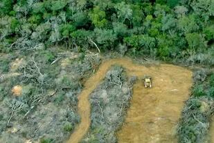 Los países asistentes a la cumbre climática COP26 se comprometieron a revertir la deforestación para 2030