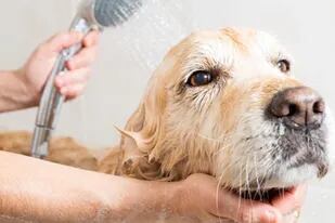 El baño es una medida de higiene fundamental para un canino (Istock)
