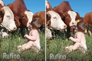 Un productor agropecuario compartió en las redes sociales un video de su hijo mientras acariciaba un animal