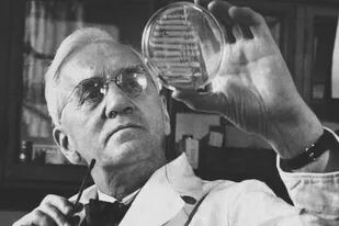 Alexander Fleming, el hombre que pasó a la historia, aunque no patentó la penicilina