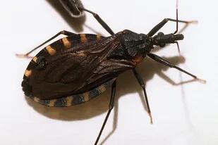 La vinchuca, el vector que transmite el parásito del Chagas a los seres humanos