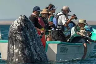 La ballena apareció por el otro costado del bote confundiendo a los turistas. Fuente: Carters