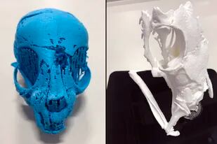 Reconstrucción 3D de la cabeza del gato (izq) y de la serpiente (der) momificados en base a las imágenes de raxos X de alta resolución