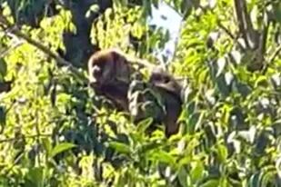 El mono fue visto entre los árboles
