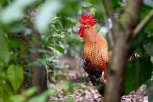 El ave, según el dueño, no fue retirada de su hogar para tener disciplinadas a las gallinas;  Imagen: Ralf Meier/ BILD)