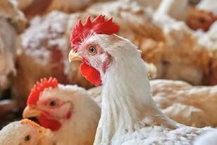 En los primeros cuatro meses de 2022, se denunciaron a nivel global ante la Organización Internacional de Epizootias (OIE) un 35% más de casos positivos de influenza aviar que en el primer semestre de 2021. Archivo
