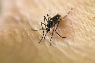 El mosquito Aedes aegypti , vector del dengue