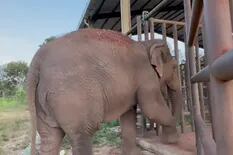 La elefanta que protagonizó el histórico traslado al santuario de Mato Grosso