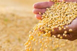En el caso del grano de soja, seguirá la baja de las retenciones del 0,5% por mes, pero se suspenderá por seis meses la reducción para la harina y el aceite de soja
