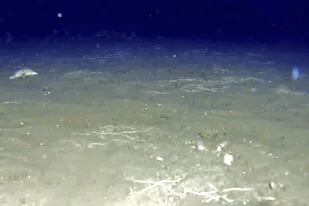 Los científicos comparan el lecho marino de la zona llamada El Agujero Azul, en el Mar Argentino, con un bosque arrasado, en este caso por la pesca con enormes redes que destruyeron ese ecosistema