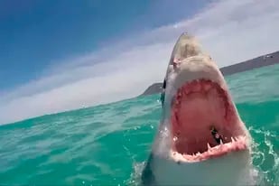Seis personas han sido mordidas por tiburones en aguas de Long Island