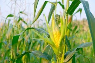 El maíz se destaca por cómo aprovecha cada milímetro para producir kilos