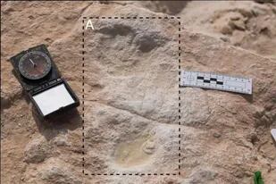 Las pisadas encontradas representarían la evidencia más antigua de la presencia del Homo sapiens en la península arábiga