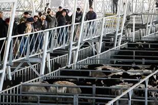 Con una importante participación de la conserva, las vacas se negociaron con precios en baja