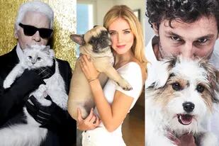 Como verdaderas celebridades, ellos son los diez animales que cuentan con miles de seguidores en sus redes sociales