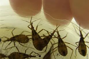 Las vinchucas son vectores del parásito que causa el mal de Chagas