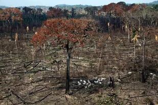 Desde la década de 1960 se perdió hasta el 25% de los bosques de América del Sur y Mesoamérica