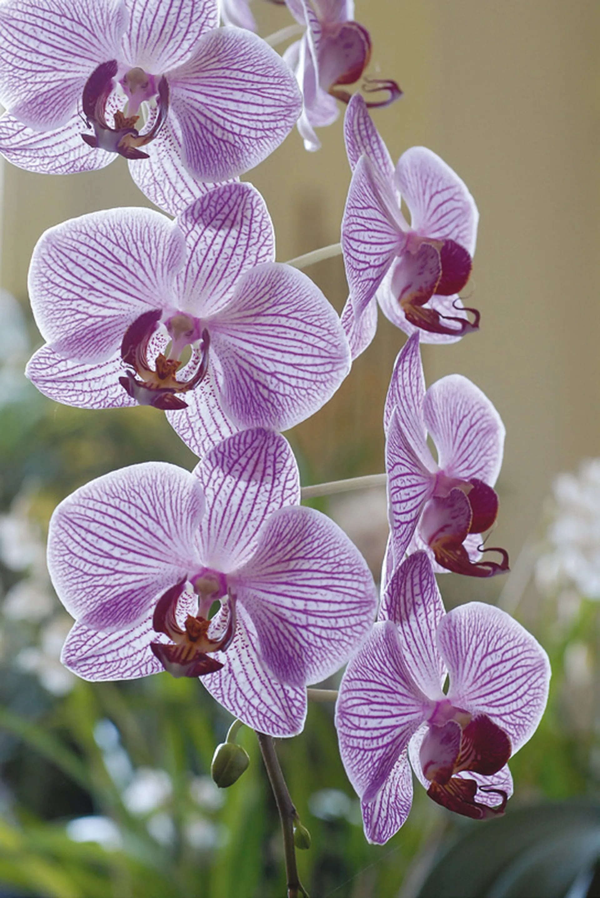 Orquídeas para principiantes - LA NACION