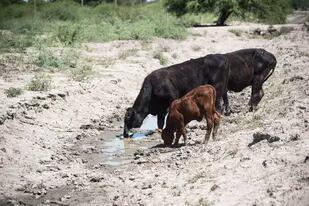 En el norte de Santa Fe la sequía dejó un fuerte perjuicio a los productores