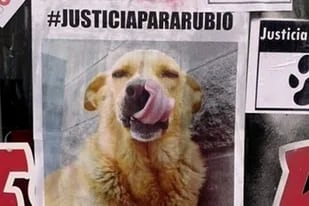 Los carteles pidiendo justicia por el perro
