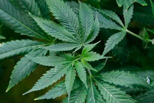 Los productos de cannabis con alto contenido de THC están envenenando a algunos consumidores habituales, incluidos los adolescentes