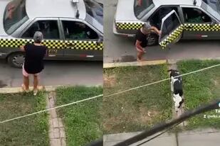 Una perra volvió a su casa en taxi(Captura video)