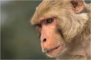 Qué es la viruela del mono, una infección que acaba de aparecer en Qué es la viruela del mono, que acaba de aparecer en Reino Unido, Portugal y España
