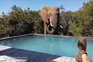 Estos elefantes salvajes se dejan fotografiar bebiendo y chapoteando en la piscina de una reserva en África