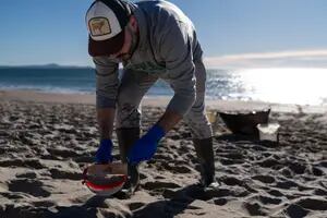Desesperación en el norte de España: las playas se llenaron de millones de bolitas de plástico
