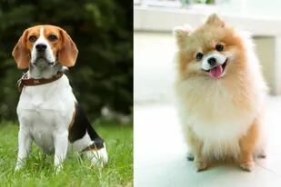 El Beagle y Pomeranian son dos de los perros que más ladran