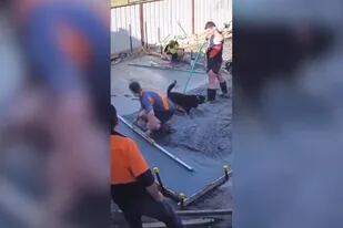 Obreros colocaron el cemento fresco en su construcción y nunca imaginaron que un curioso perro retrasaría su trabajo