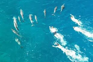 La ley prohíbe que las personas se acerquen a menos de 50 yardas (45 metros) de los delfines