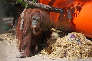 Así está la orangutana Sandra que mañana será trasladada a Estados Unidos