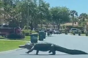 Un caimán perturbó la tranquilidad de los visitantes de un barrio privado en Florida