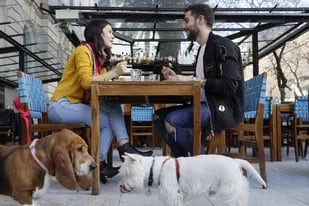 Bahía Blanca dará incentivos fiscales a los locales gastronómicos que se sumen a recibir mascotas en sus instalaciones (imagen ilustrativa)