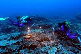 01-01-1970 Coral descubierto frente a las costas de Tahití POLITICA SOCIEDAD UNESCO