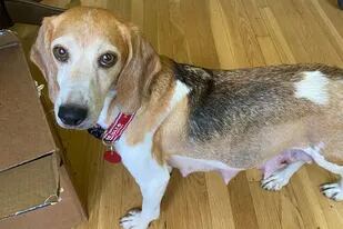 Momma Mia, una de los 4000 beagles rescatados de las instalaciones de cría de Envigo en Cumberland, Virginia, después de informes de maltrato