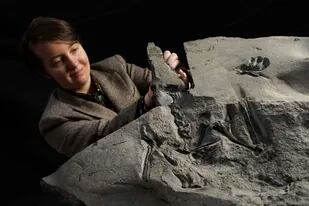 En esta foto sin fecha emitida por el Museo Nacional de Escocia el 22 de febrero del 2022, la estudiante de la Universidad de Edinburgo Natalia Jagielska posa junto al mayor pterosaurio jurásico en el mundo, excavado en la isla Skye.  (Stewart Attwood/National Museums Scotland vía AP)