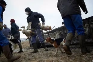 Los trabajadores de una granja afectada por el virus H5N8 transportan patos para su sacrificio, el 13 de enero, en Mugron (Francia)
