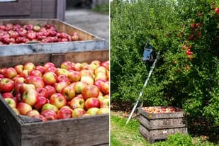 El Gobierno sumó valores referenciales para la exportación de manzanas y peras