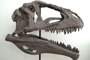 El hallazgo que aporta detalles sobre por qué los Tyrannosaurus rex tenían  los brazos pequeños - LA NACION