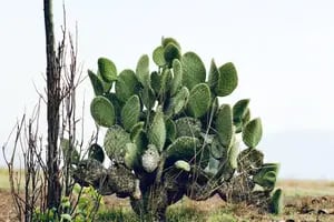 El cactus ancestral que crece en todas partes, es comestible y tiene propiedades medicinales