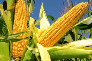 La cosecha de maíz avanzó sobre el 27,6% del área apta, según informó la Bolsa de Cereales de Buenos Aires